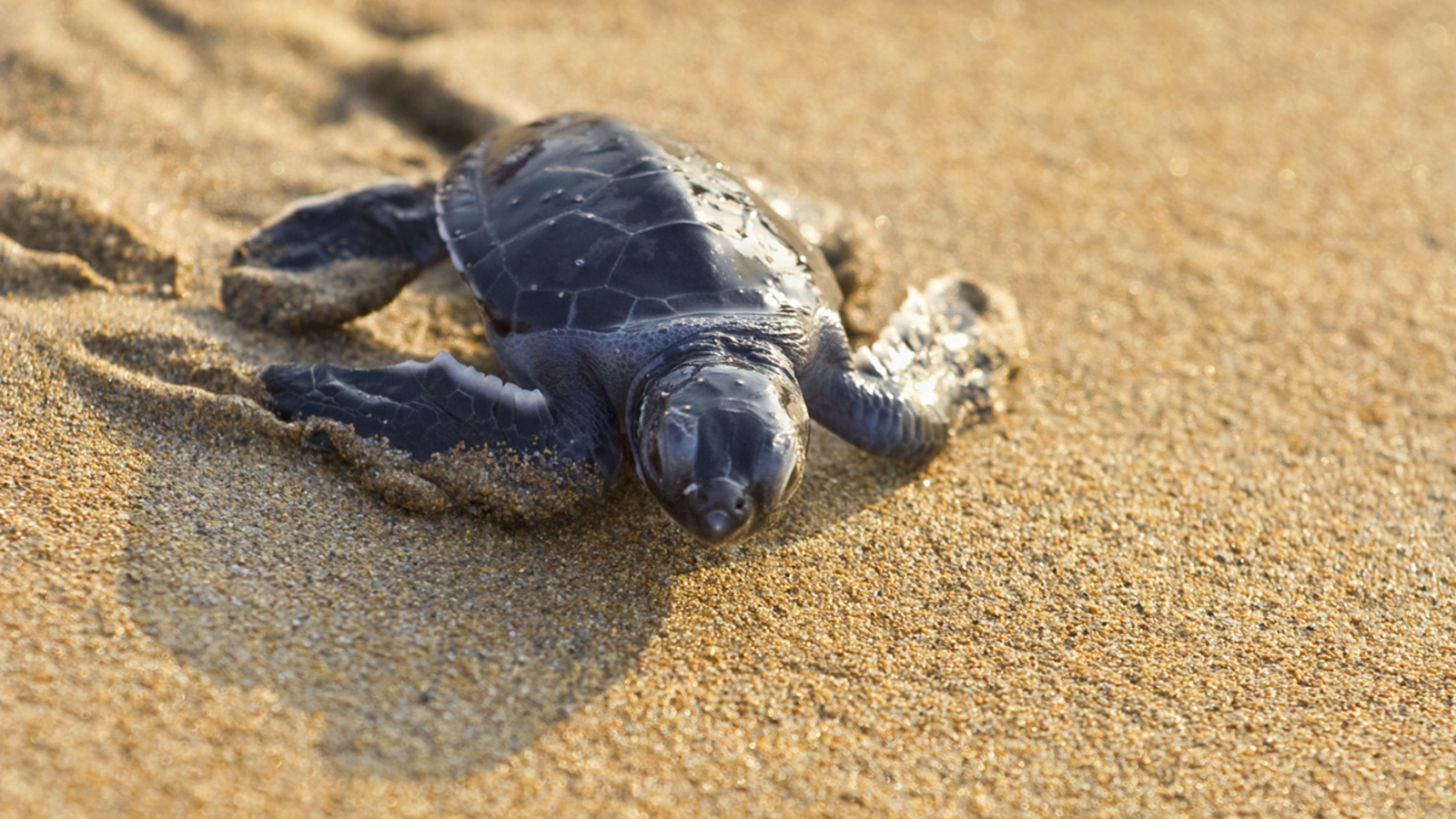 Sea turtle